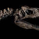 DeXtinction’s Allosaurus, on display at Art Miami. The dino lived during the late Jurassic period, about 90 to 165 million years ago.